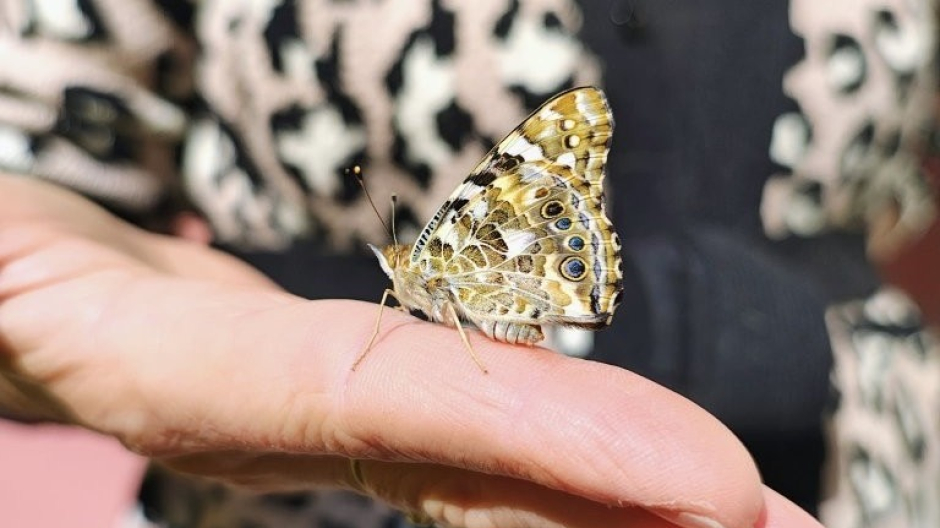 Giornata Biodiversità, nella Rsa di Nebbiuno si allevano bruchi che saranno farfalle